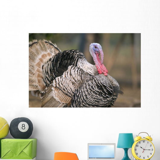 Thailand, Nong Bua Lumphu, Male Turkey With Plumage On Farm Wall Mural