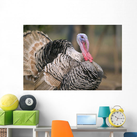 Thailand, Nong Bua Lumphu, Male Turkey With Plumage On Farm Wall Mural