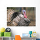 Thailand, Nong Bua Lumphu, Male Turkey With Plumage On Farm Wall Mural