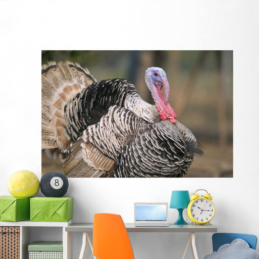 Thailand, Nong Bua Lumphu, Male Turkey With Plumage On Farm Wall Mural