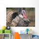 Thailand, Nong Bua Lumphu, Male Turkey With Plumage On Farm Wall Mural