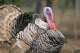 Thailand, Nong Bua Lumphu, Male Turkey With Plumage On Farm Wall Mural