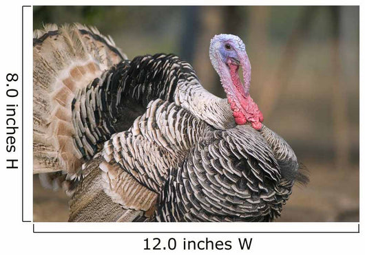 Thailand, Nong Bua Lumphu, Male Turkey With Plumage On Farm Wall Mural
