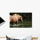 Bathing Horse Wall Mural