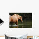 Bathing Horse Wall Mural