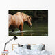 Bathing Horse Wall Mural