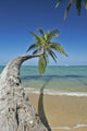 Hawaii, Oahu, Palm Trees Overhang The Ocean On A Clear Blue Day Wall Mural