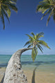Hawaii, Oahu, Palm Trees Overhang The Ocean On A Clear Blue Day Wall Mural