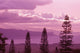 Pine Trees In Foreground Wall Mural