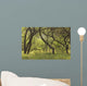 Hawaii, Lanai, Manele Bay Beach Park, Grove Of Kiawe Trees Wall Mural