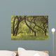 Hawaii, Lanai, Manele Bay Beach Park, Grove Of Kiawe Trees Wall Mural