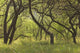 Hawaii, Lanai, Manele Bay Beach Park, Grove Of Kiawe Trees Wall Mural