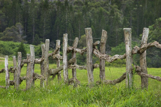 Wooden Fence Bordering Pasture As Lodge At Koele Horse Stables Wall Mural