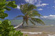 Palm Tree Overhangs The Ocean With A View Of Maui In Distance Wall Mural