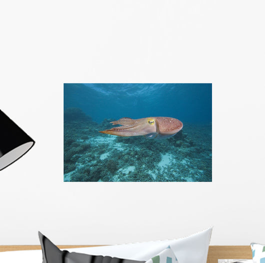 Micronesia, Palua, Common Cuttlefish, Near The Ocean Floor Wall Mural