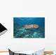 Micronesia, Palua, Common Cuttlefish, Near The Ocean Floor Wall Mural