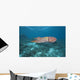 Micronesia, Palua, Common Cuttlefish, Near The Ocean Floor Wall Mural