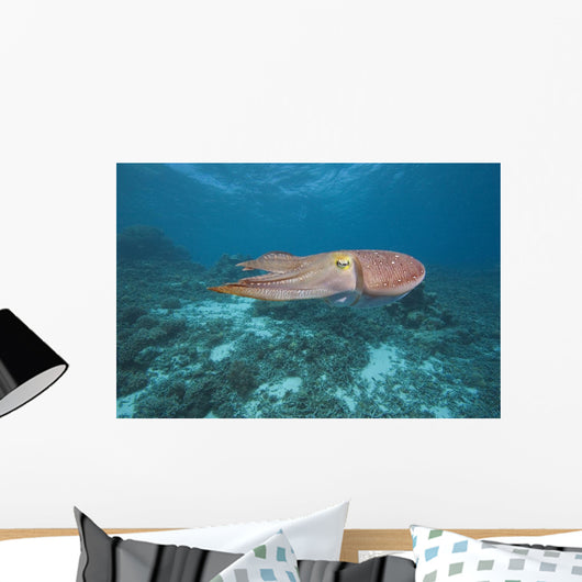 Micronesia, Palua, Common Cuttlefish, Near The Ocean Floor Wall Mural