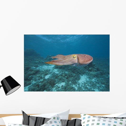 Micronesia, Palua, Common Cuttlefish, Near The Ocean Floor Wall Mural