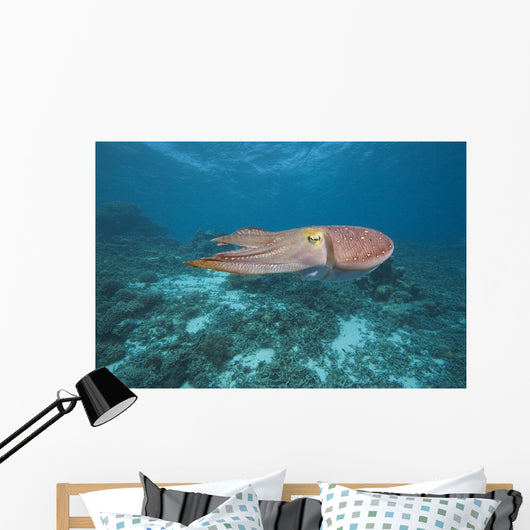 Micronesia, Palua, Common Cuttlefish, Near The Ocean Floor Wall Mural