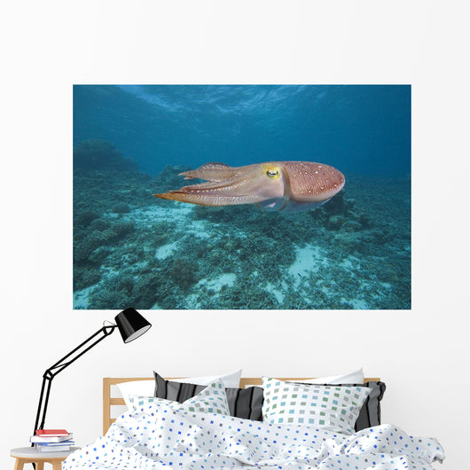 Micronesia, Palua, Common Cuttlefish, Near The Ocean Floor Wall Mural
