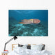 Micronesia, Palua, Common Cuttlefish, Near The Ocean Floor Wall Mural