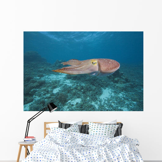Micronesia, Palua, Common Cuttlefish, Near The Ocean Floor Wall Mural