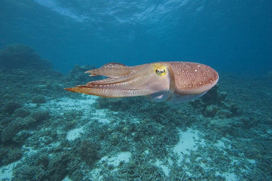 Micronesia, Palua, Common Cuttlefish, Near The Ocean Floor Wall Mural