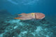 Micronesia, Palua, Common Cuttlefish, Near The Ocean Floor Wall Mural