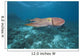 Micronesia, Palua, Common Cuttlefish, Near The Ocean Floor Wall Mural
