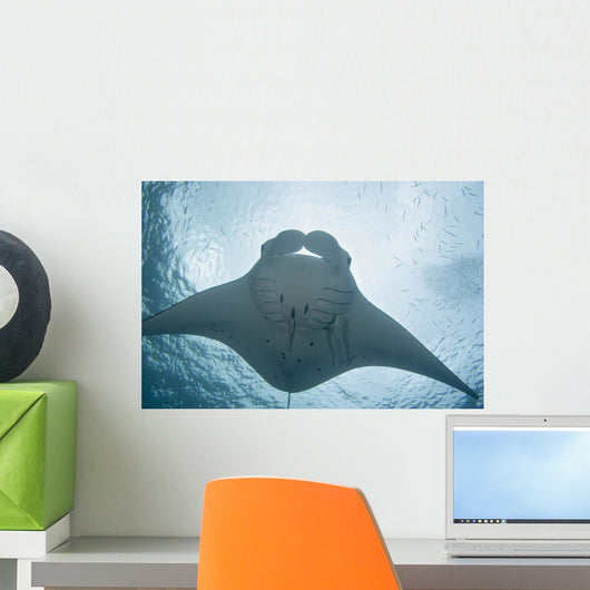 Micronesia, Palau, Manta Ray With Remora Wall Mural