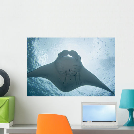 Micronesia, Palau, Manta Ray With Remora Wall Mural