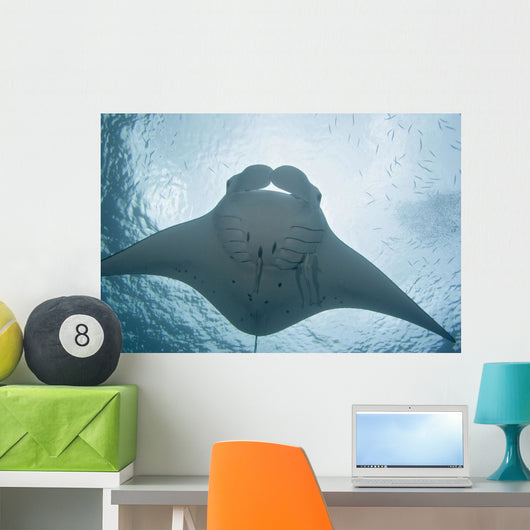 Micronesia, Palau, Manta Ray With Remora Wall Mural
