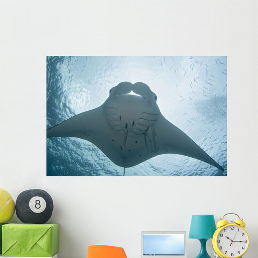 Micronesia, Palau, Manta Ray With Remora Wall Mural