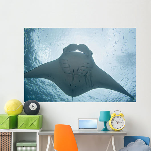 Micronesia, Palau, Manta Ray With Remora Wall Mural