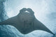 Micronesia, Palau, Manta Ray With Remora Wall Mural