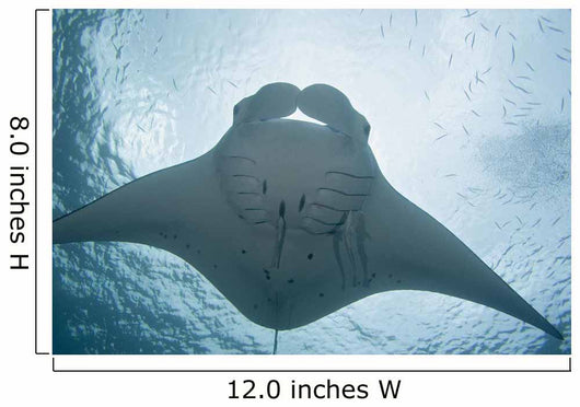 Micronesia, Palau, Manta Ray With Remora Wall Mural