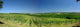 Vineyard Wall Decal Design 1