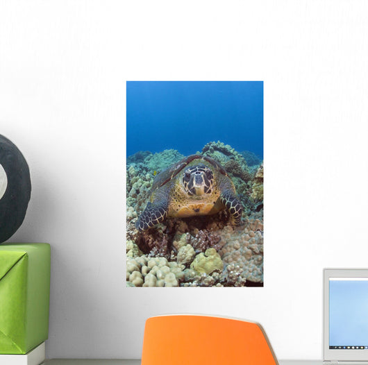 Hawaii, Big Island, Hawksbill Turtle Sitting On The Coral Wall Mural