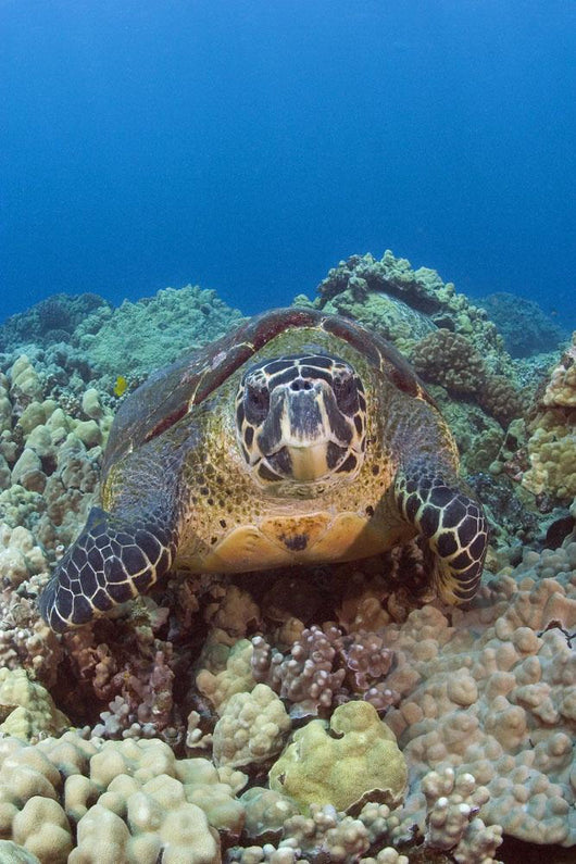 Hawaii, Big Island, Hawksbill Turtle Sitting On The Coral Wall Mural