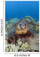 Hawaii, Big Island, Hawksbill Turtle Sitting On The Coral Wall Mural