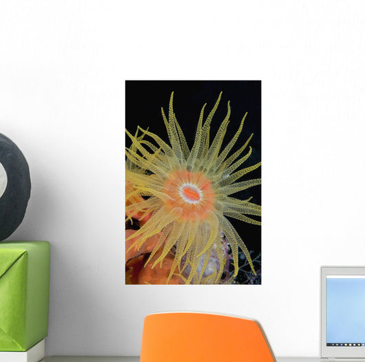 Indonesia, Tubastraea Coral Polyp Detail In Dark Ocean Wall Mural