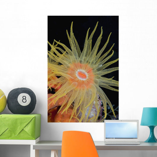 Indonesia, Tubastraea Coral Polyp Detail In Dark Ocean Wall Mural