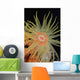 Indonesia, Tubastraea Coral Polyp Detail In Dark Ocean Wall Mural