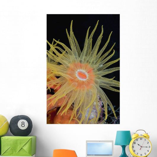 Indonesia, Tubastraea Coral Polyp Detail In Dark Ocean Wall Mural