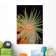 Indonesia, Tubastraea Coral Polyp Detail In Dark Ocean Wall Mural