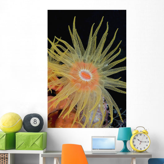 Indonesia, Tubastraea Coral Polyp Detail In Dark Ocean Wall Mural