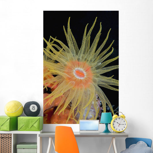 Indonesia, Tubastraea Coral Polyp Detail In Dark Ocean Wall Mural