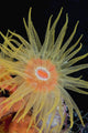 Indonesia, Tubastraea Coral Polyp Detail In Dark Ocean Wall Mural