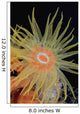 Indonesia, Tubastraea Coral Polyp Detail In Dark Ocean Wall Mural